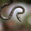 hrysopelea taprobanica, atau Ular Terbang Sri Lanka Ular ini terdistribusi di hutan tropis, perkebunan, dan area semi-perkotaan di India Selatan dan Sri Lanka. | Gambar Gihan Jayaweera CC BY-SA 3.0