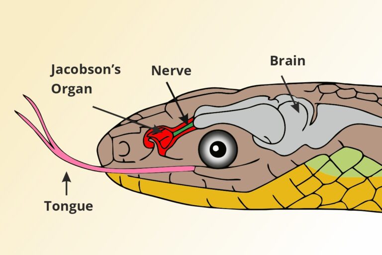 Organ Jacobson pada king cobra, memungkinkan king cobra untuk menentukan lokasi mangsanya dengan akurasi tinggi| Gambar oleh WILDLIFESOS 
