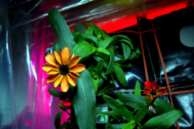 bunga zinnia berwarna oranye cerah berhasil tumbuh dan mekar sepenuhnya di Stasiun Luar Angkasa Internasional (ISS) | NASA
