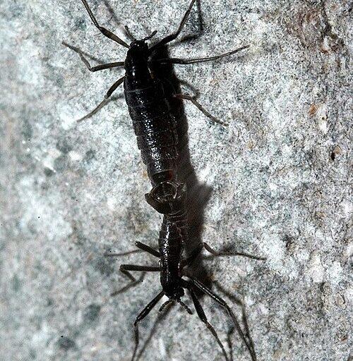 Midge Antarktika (Belgica antarctica) yang memiliki adaptasi khusus terhadap pembekuan | Tasteofcrayons (Public Domain)
