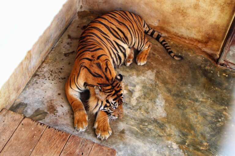 Rehabilitasi Harimau Jadi Ajang Breeding Eksploitasi?