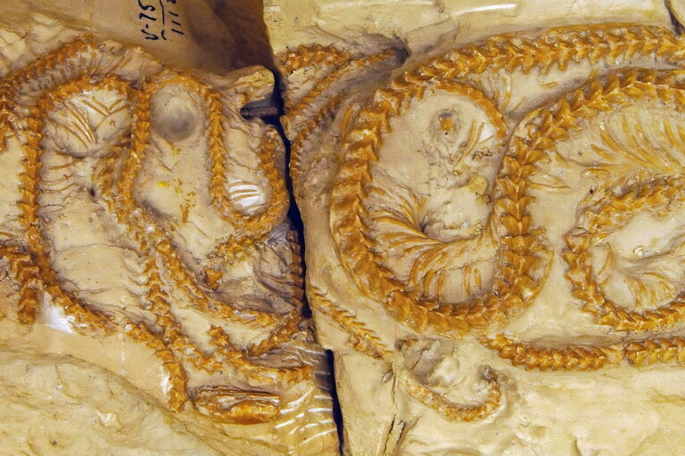 Hibernophis adalah ular kecil yang hidup di liang bawah tanah. Panjang tubuhnya hanya sekitar satu meter, dengan tubuh ramping dan adaptasi khas ular penggali | Gambar dari Michael Caldwell, Flinders University/South Australian Museum