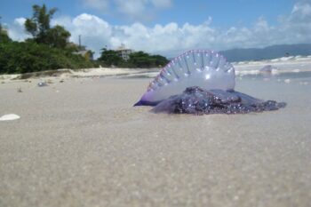 Semua spesies ubur-ubur api yang telah diidentifikasi—Physalia physalis, P. utriculus, P. megalista, dan P. minuta—sama-sama memiliki racun yang berbahaya bagi manusia. | Foto oleh mcgmatt CC BY-NC-ND 2.0 Flickr