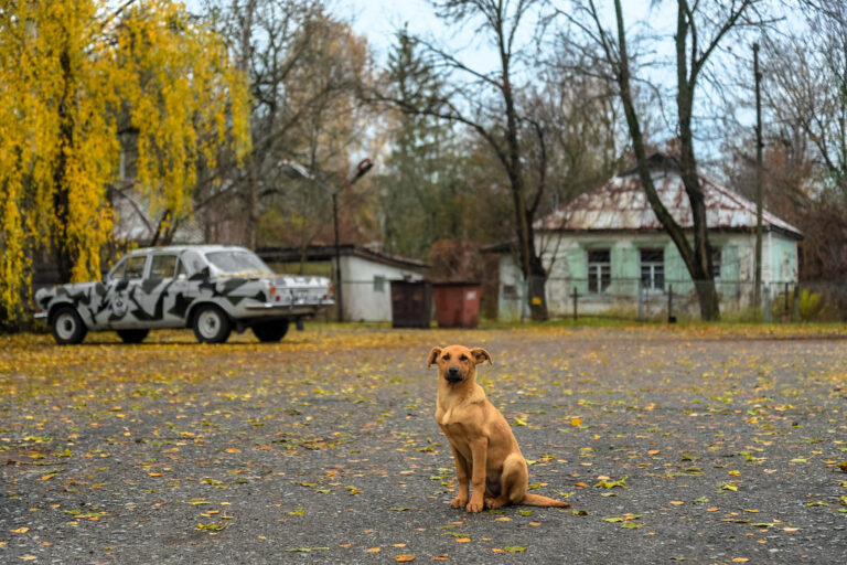 Sebagian anjing bahkan mampu hidup dan berkembang biak di tengah lingkungan ekstrem di dalam kompleks reaktor | Foto oleh Jorge Franganillo (Flickr) CC BY 2.0