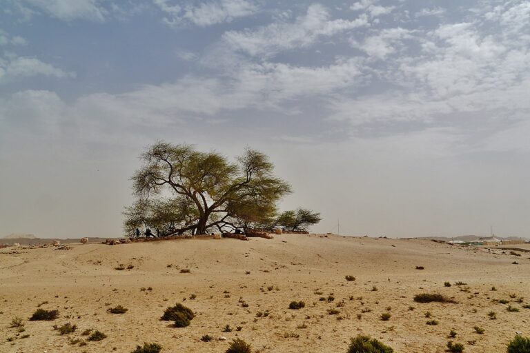 Pohon ini dikenal sebagai Tree of Life atau Shajarat al-Hayat, yang dalam bahasa Arab berarti "Pohon Kehidupan." Keberadaannya telah membingungkan ilmuwan, menarik minat arkeolog | Zairon - Own work CC BY-SA 4.0 wikimedia