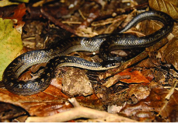 The Saint Lucia racer (Erythrolamprus ornatus) | Foto oleh by Toby Ross (Published in Biotaxa)