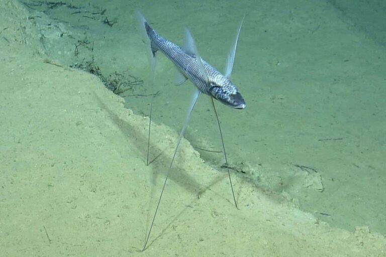 Bathypterois grallator atau ikan tripod sedang “berdiri” di dasar laut dalam menggunakan tiga sirip panjangnya yang menyerupai kaki rumah panggung. Foto diambil oleh NOAA di wilayah Samudra Atlantik Utara, menunjukkan bagaimana ikan ini menjaga posisi stabil untuk menunggu mangsa | foto dari NOAA