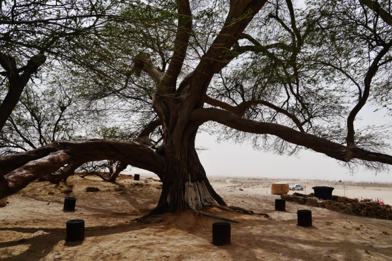 Pohon Kehidupan ini diduga berasal dari genus Prosopis, yang merupakan bagian dari famili Fabaceae. | Zairon CC BY-SA 4.0