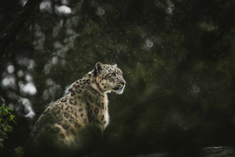 Macan tutul salju adalah pemburu soliter yang sangat adaptif terhadap medan ekstrem pegunungan. | Foto oleh Frida Lannerström on Unsplash