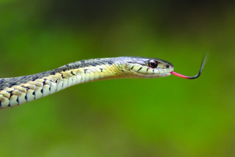 Garter snake adalah ular paling utara di dunia, mampu bertahan di lingkungan bersalju Kanada dengan suhu ekstrem hingga -10 °C. | Gambar dari Mass.gov