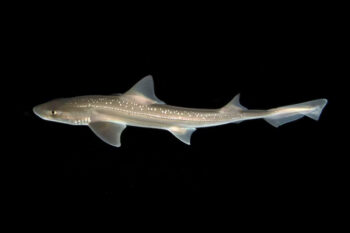 Hiu rig (Mustelus lenticulatus) menjadi hiu pertama yang terbukti secara ilmiah mampu menghasilkan suara aktif berupa klik broadband | Foto oleh Paul Caiger (Royal Society Open Science)