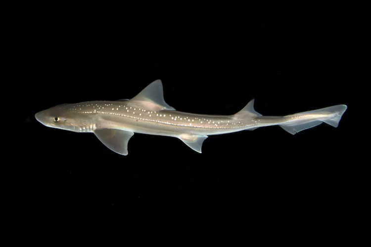 Hiu rig (Mustelus lenticulatus) menjadi hiu pertama yang terbukti secara ilmiah mampu menghasilkan suara aktif berupa klik broadband | Foto oleh Paul Caiger (Royal Society Open Science)