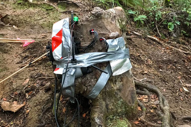Batang pohon kauri yang sudah tidak memiliki daun dan tidak lagi menjalankan proses fotosintesis. Namun saat dipasang alat pengukur, ternyata air masih mengalir di dalam batangnya | Foto oleh Dr. Sebastian Leuzinger