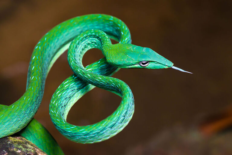Ahaetulla prasina Tubuh ramping dan warna hijau terang membuat Ahaetulla prasina nyaris tak terlihat di antara dedaunan. Foto: Kaeng Krachan National Park, Thailand