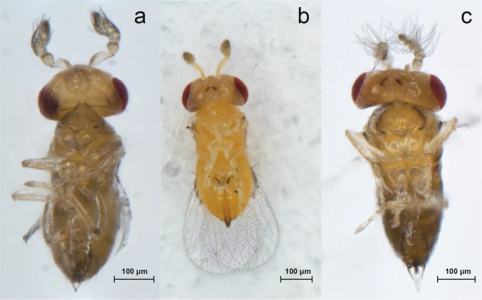 Trichogramma pretiosum, tawon parasit mikroskopis yang luar biasa tahan terhadap radiasi. Gambar ini menunjukkan perbedaan morfologis antara betina, jantan, dan individu interseks. Meskipun ukurannya hanya sekitar 0,2 mm, daya tahannya terhadap radiasi melampaui kecoak dan bahkan manusia | Sumber: Scientific Reports, 2019 – https://www.nature.com/articles/s41598-019-54719-5