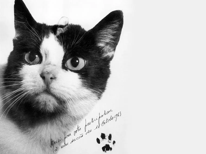 Félicette, kucing betina yang sebelumnya hidup sebagai kucing liar sebelum dipilih menjadi subjek percobaan antariksa Prancis pada tahun 1963. Ia menjadi satu-satunya kucing yang pernah terbang ke luar angkasa dan kini dikenang melalui patung perunggu di International Space University, Strasbourg. Foto: Public Domain
