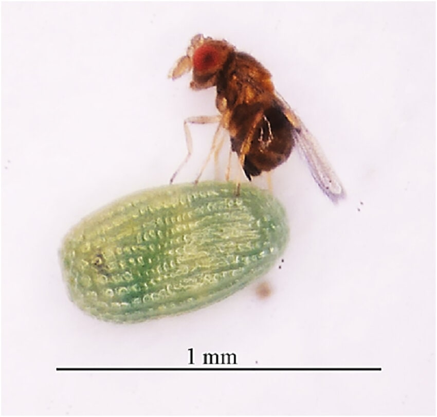 Seekor Trichogramma pretiosum betina sedang memparasit telur ngengat Iridopsis panopla di daun eucalyptus. Dengan ukuran tubuh kurang dari 1 mm, tawon mungil ini menjadi agen biologis penting dalam pengendalian hama tanaman. Foto ini diambil dari studi tahun 2024 yang pertama kali melaporkan interaksi ini di Brasil | Foto dari Santos et al., Florida Entomologist, 2024