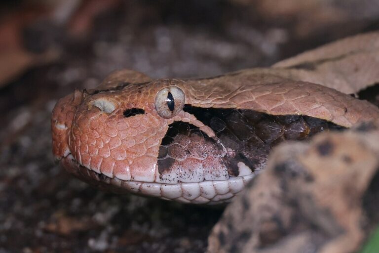 Gaboon viper (Bitis gabonica) berkamuflase di lantai hutan tropis Afrika. Pola warna kepalanya yang menyerupai daun kering membuat ular ini sangat sulit terdeteksi oleh mangsa maupun manusia. Taring panjangnya, yang tersimpan di dalam rahang, dapat mencapai panjang 5 sentimeter—rekor terpanjang di dunia ular.| Foto oleh Clément Bardot - Own work, CC BY-SA 4.0, https://commons.wikimedia.org/w/index.php?curid=135217020