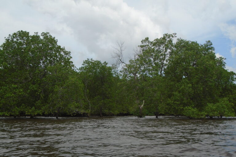 Tutupan-mangrove-di-pesisir-Desa-Buruk-Bakul-yang-akan-terdampak-kawasan-industri.-Foto-Suryadi-Mongabay-Indonesia
