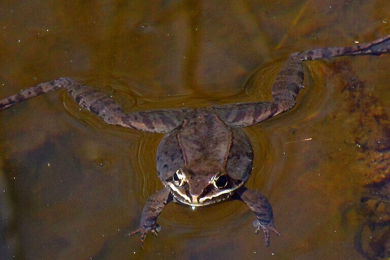 Seekor katak kayu (Lithobates sylvaticus) berenang di permukaan air saat musim kawin di awal musim semi. Warna kulit yang lebih gelap membantu penyamaran di habitat basah | Sumber foto: D. Gordon E. Robertson – Wikimedia Commons (CC BY-SA 3.0) tautan