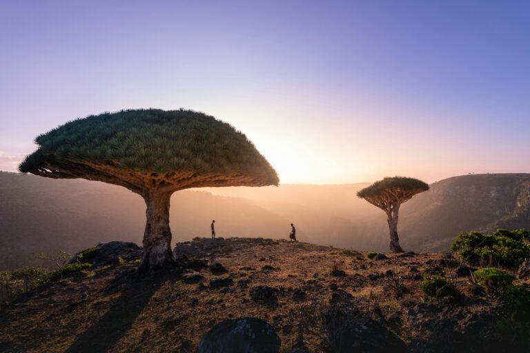 Pohon darah naga (Dracaena cinnabari) di dataran tinggi Firmihin, Pulau Socotra, Yaman. | Foto oleh Andrew Svk on Unsplash