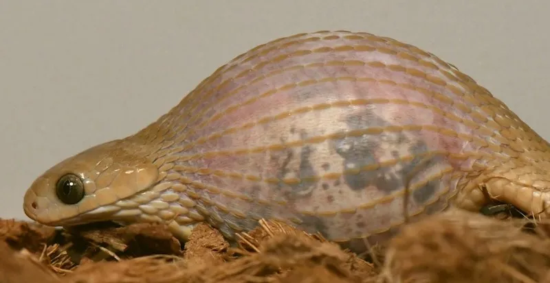 Seekor Dasypeltis gansi tampak dengan tubuh menggembung usai menelan telur utuh, menunjukkan elastisitas luar biasa dari kulit dan rahangnya. Ular ini memecahkan telur dari dalam menggunakan tulang belakangnya sebelum memuntahkan cangkangnya.| Foto oleh Bruce Jayne via University of Cincinnati.