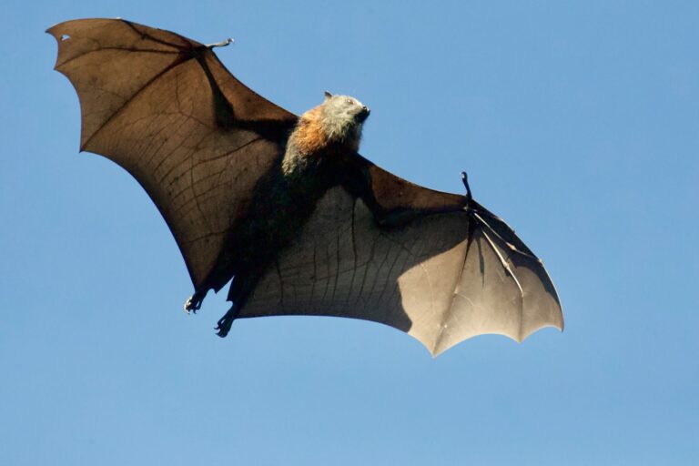Bukan sayap burung: Sayap kelelawar terbentuk dari struktur tangan yang dimodifikasi oleh evolusi, lengkap dengan jari-jari panjang yang terlihat jelas di balik membran tipis | Foto Photo by James Wainscoat on Unsplash